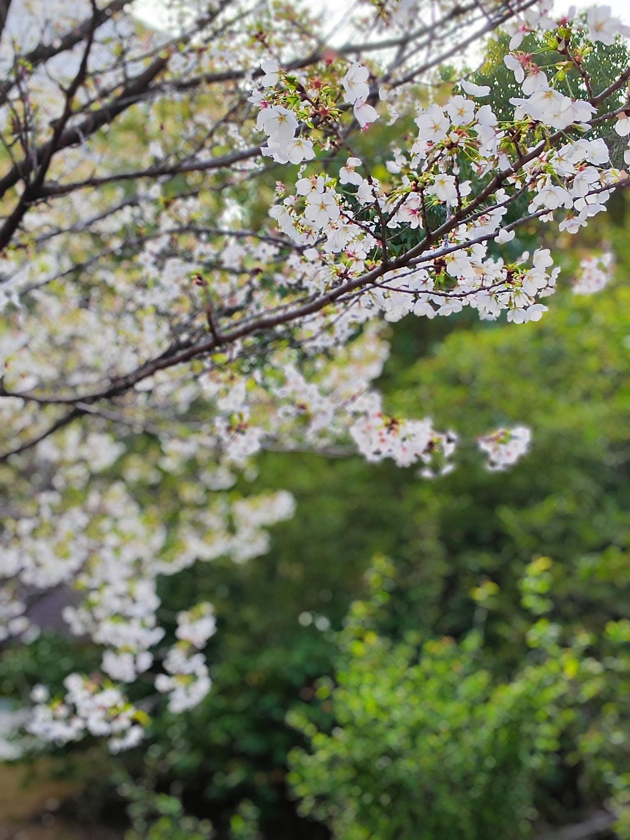 家门口的海棠花和樱花