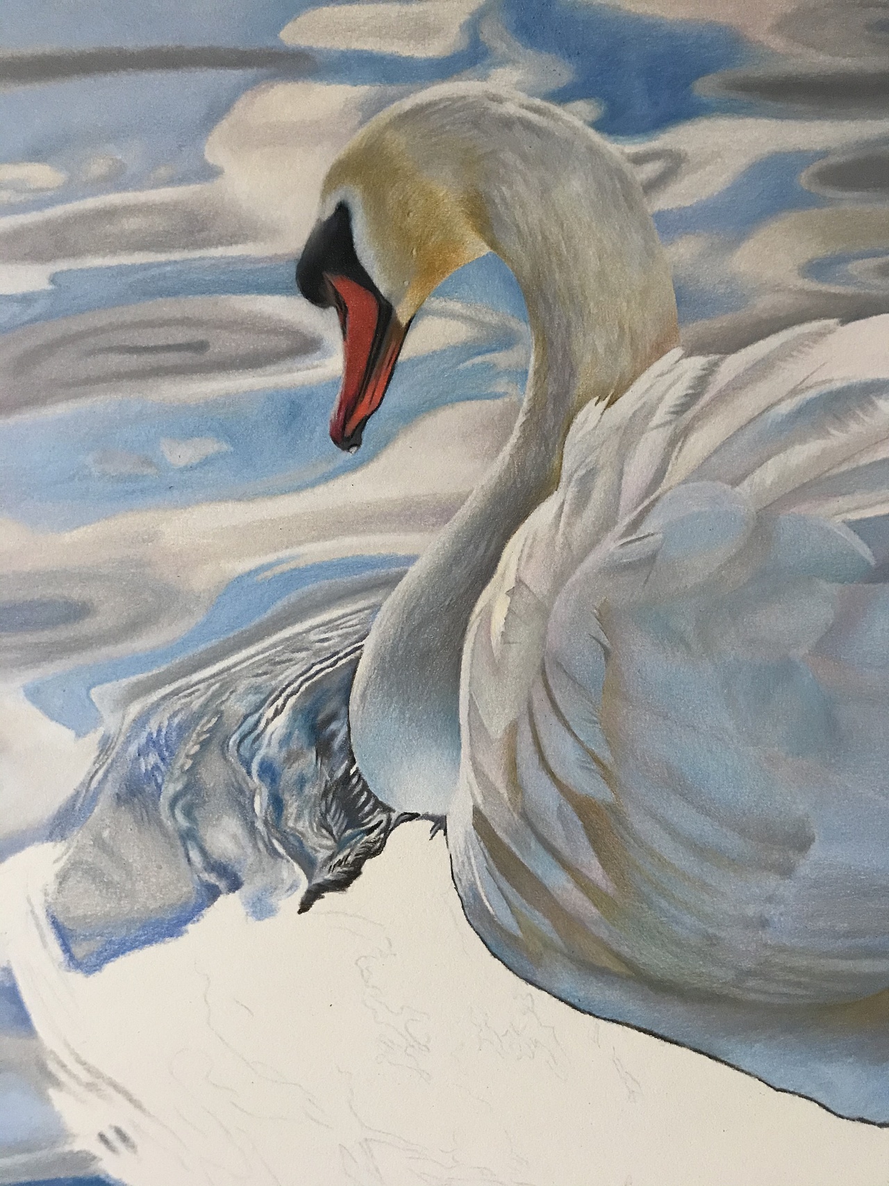 彩铅动物系列之-白天鹅,霹雳马绿辉偏写实风格