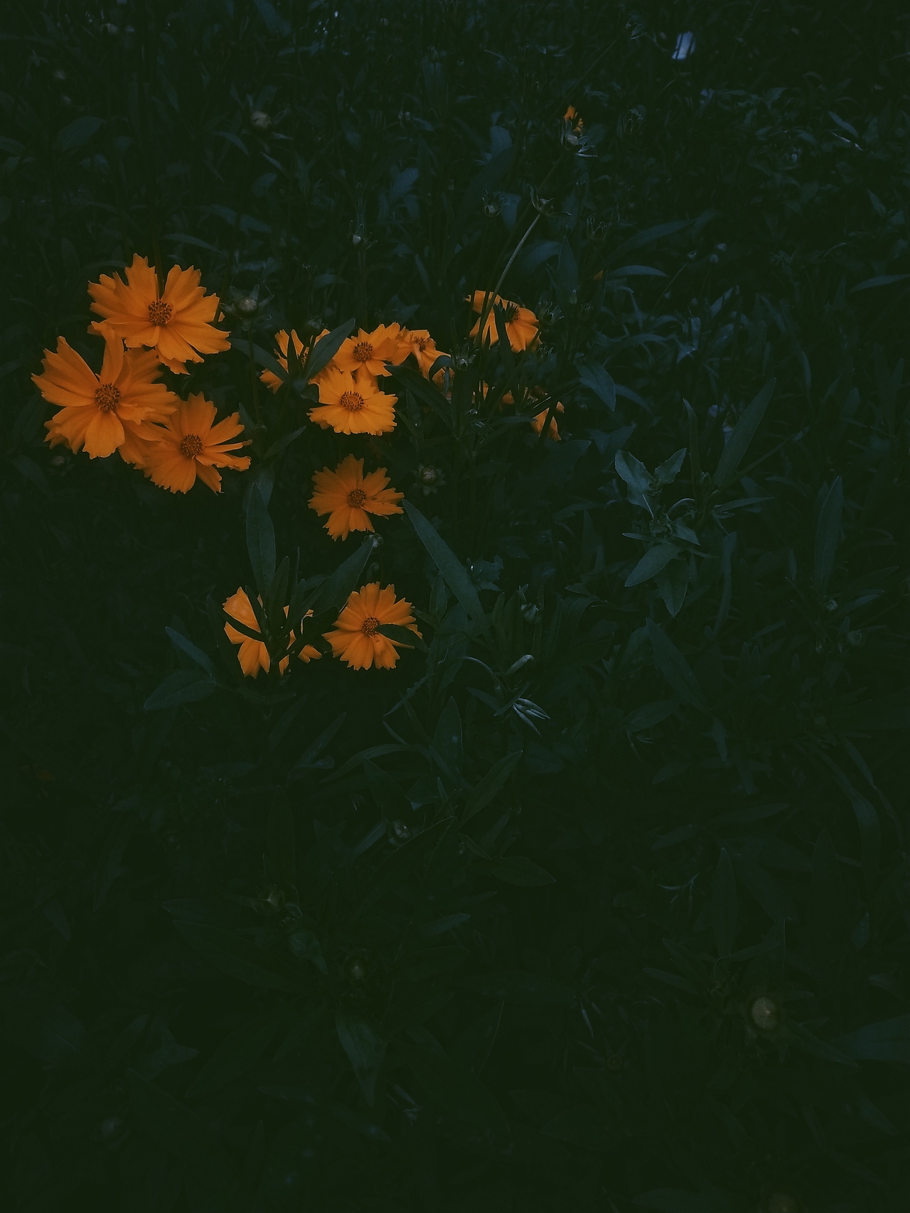 花卉摄影（图ZMTYyMTczNzAw） - 风光摄影 - 站酷设计师酸奶尬尬原创素材 - 站酷ZCOOL