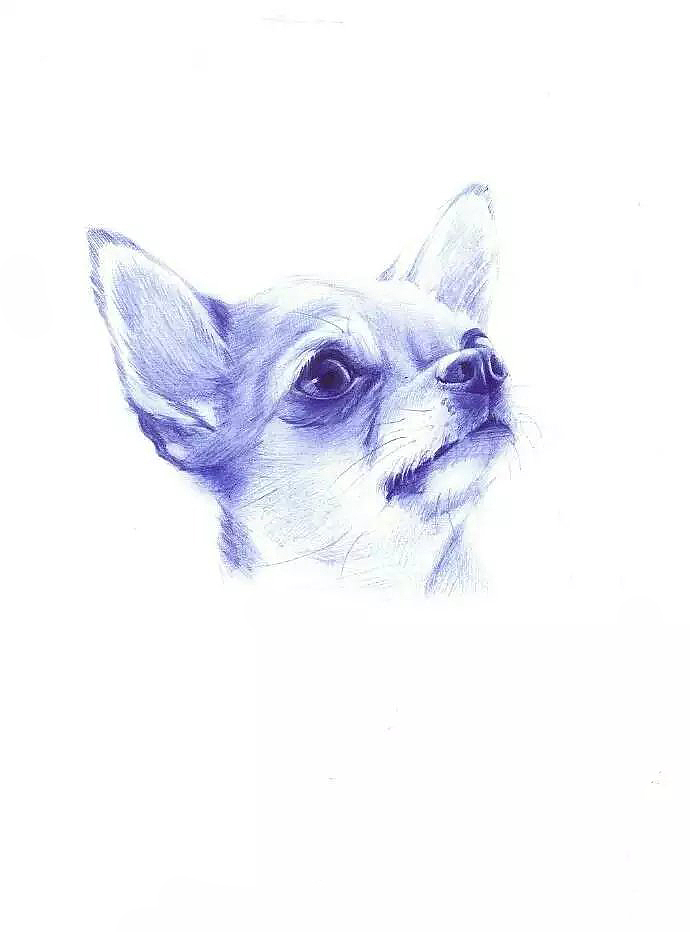 圆珠笔写生手绘小狗