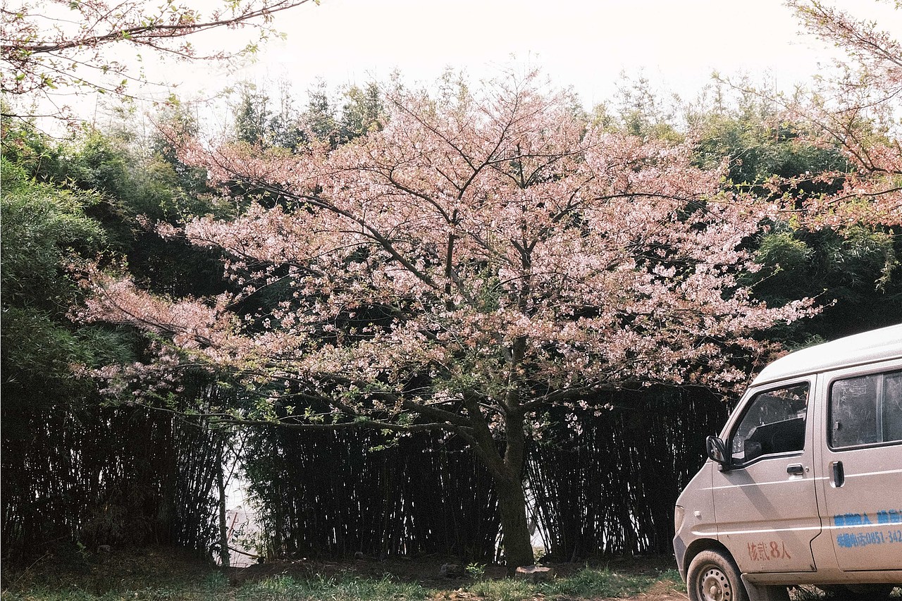 关于赏花这件事🌸（图ZMjkzOTk2NzQ0） - 风光摄影 - 站酷设计师会拍照的葡萄原创素材 - 站酷ZCOOL