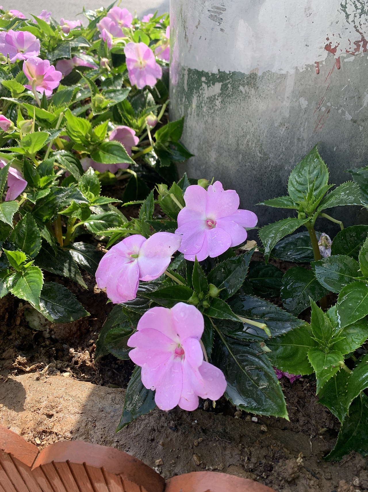 随手拍的花,拿走别客气