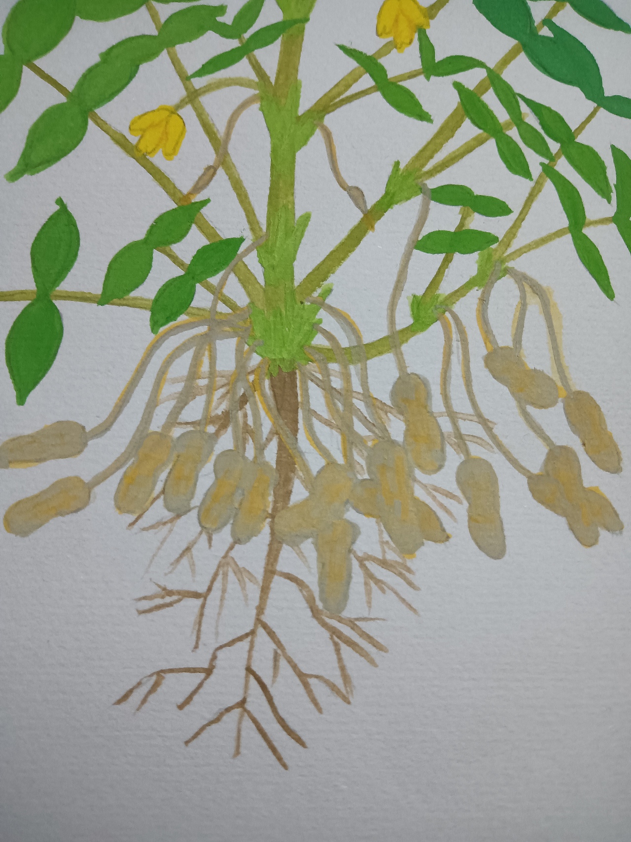 植物生长（花生）（图ZMjU5ODU5OTI4） - 创作习作 - 站酷设计师深海珍珠原创素材 - 站酷ZCOOL