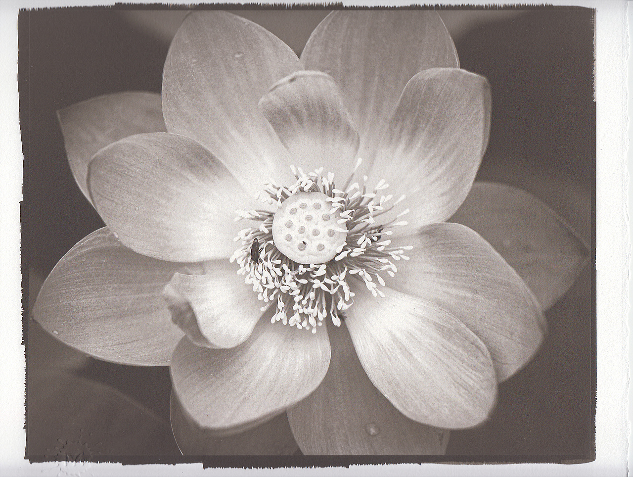 【古典印相】铁银法