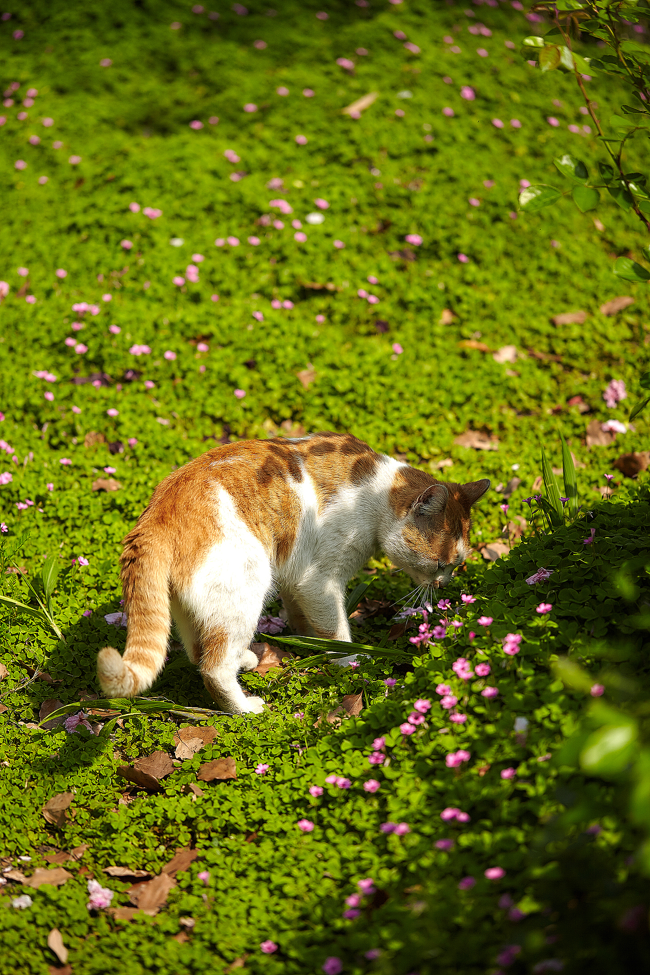 路遇一只猫的秘密花园
