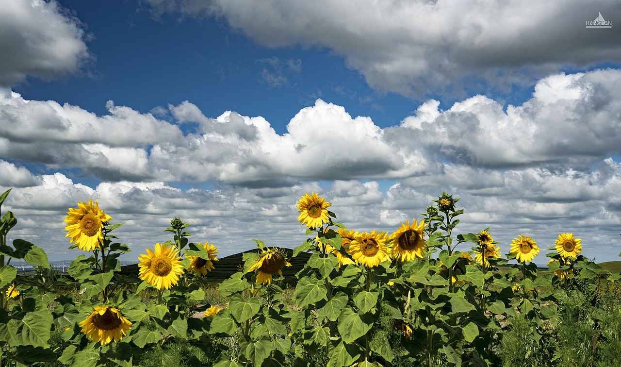 那年夏季的天空之路