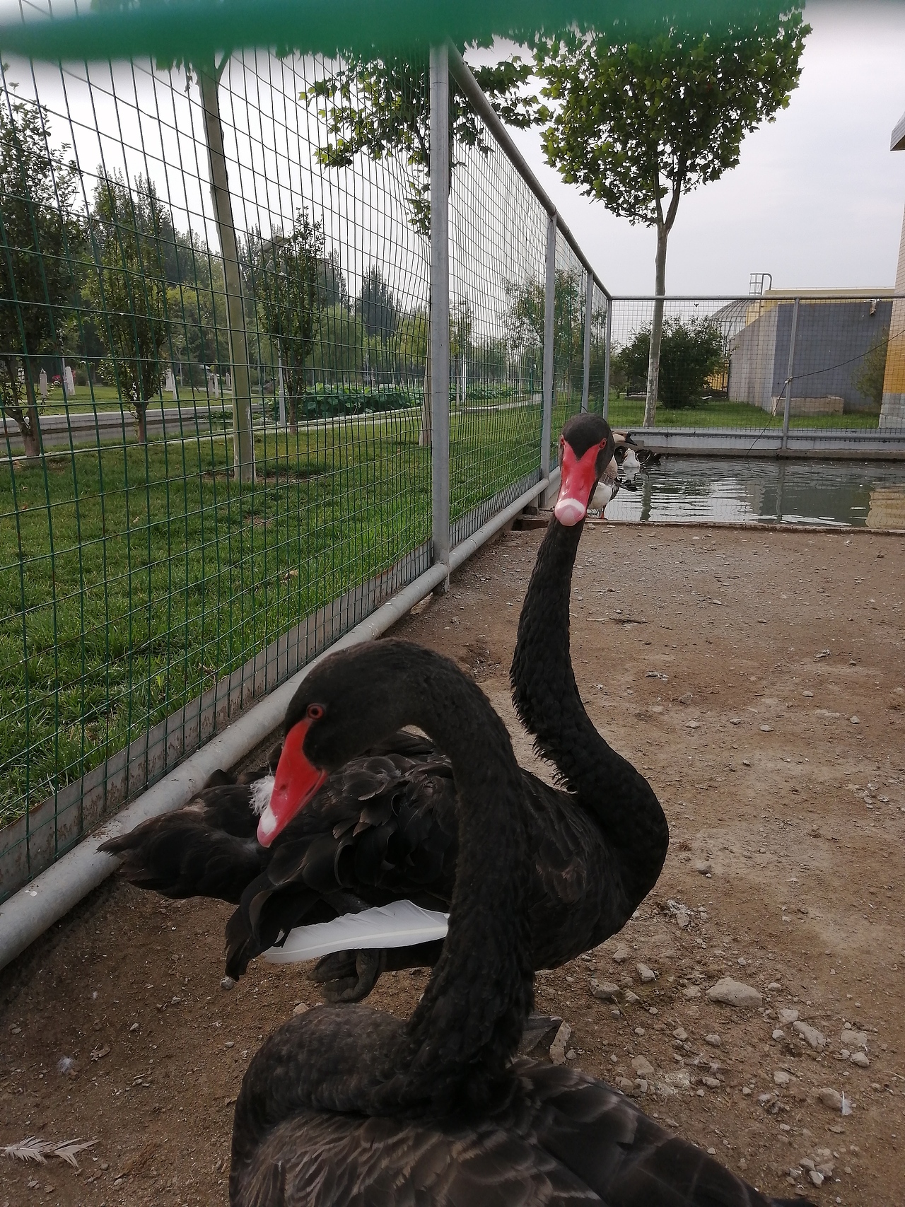 动物（图ZMjg1ODg4MzY4） - 其他摄影 - 站酷设计师集美印象原创素材 - 站酷ZCOOL