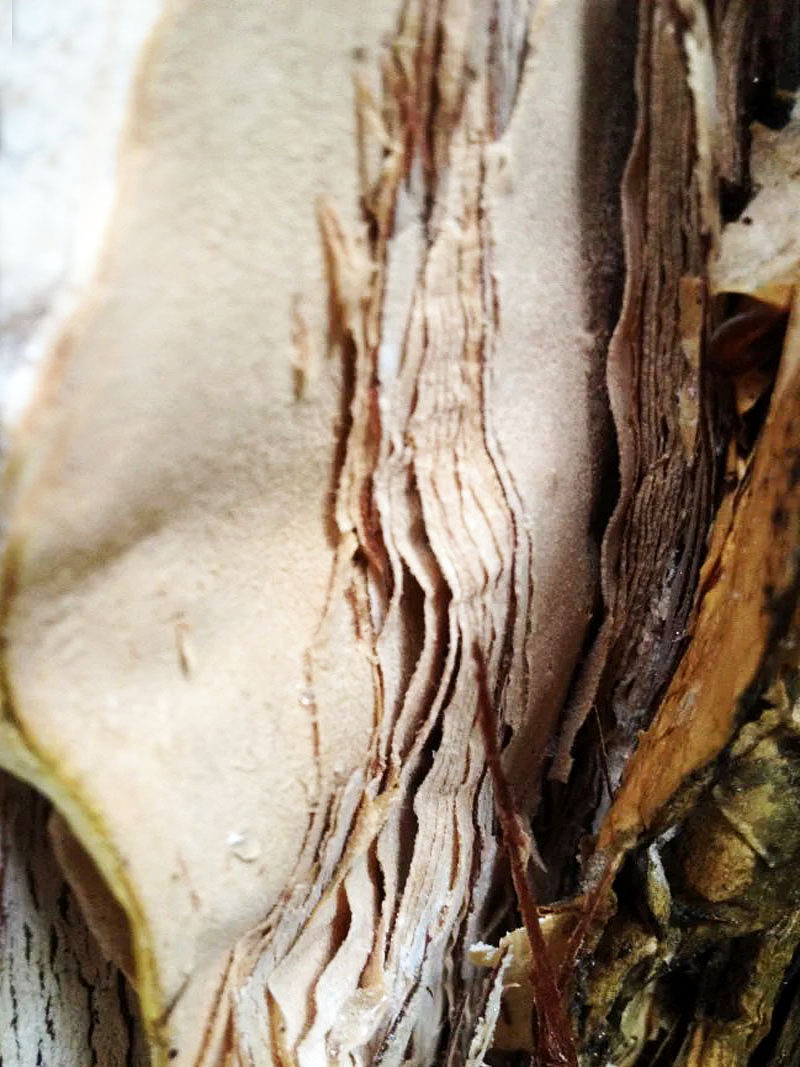 自然的韵律（图ZMzY2ODMxNzY=） - 其他摄影 - 站酷设计师249043487原创素材 - 站酷ZCOOL