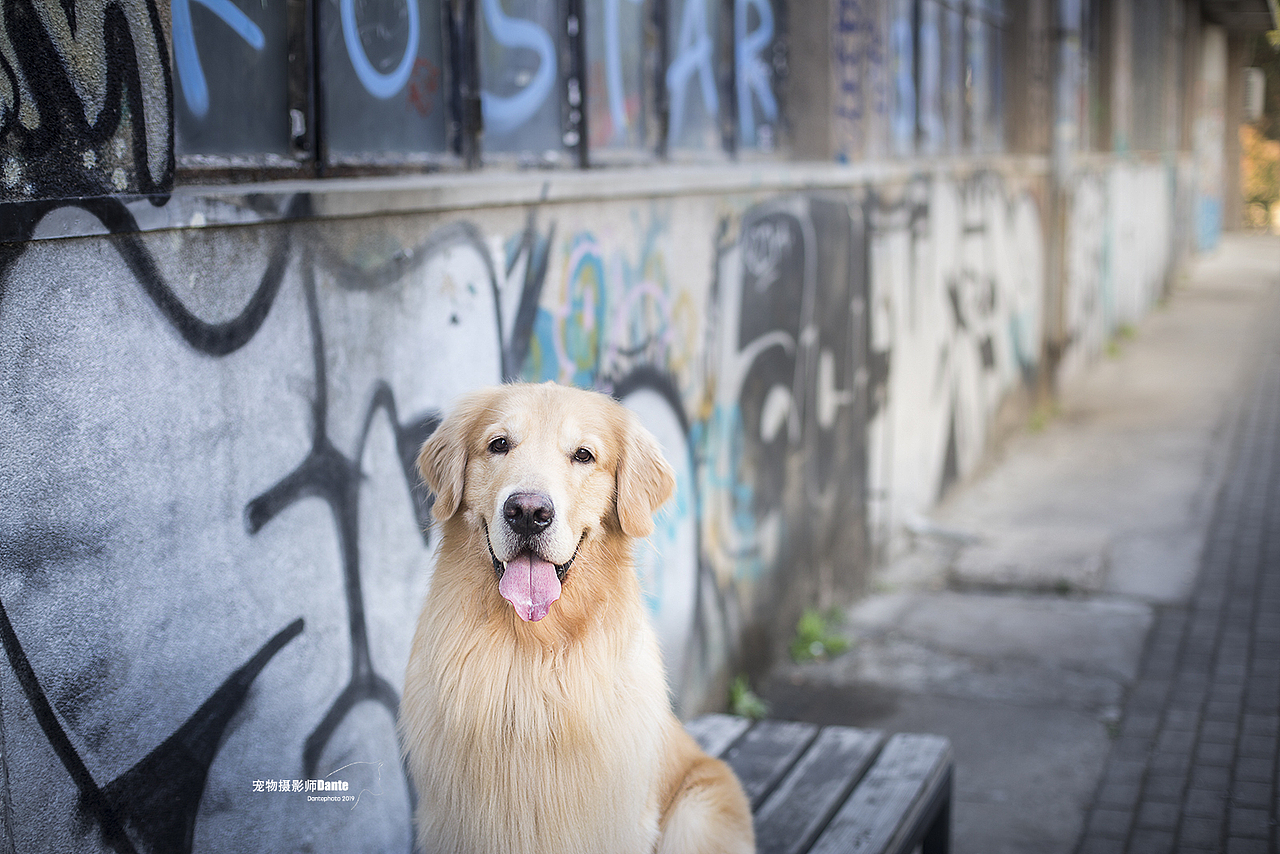 宠物摄影师dante