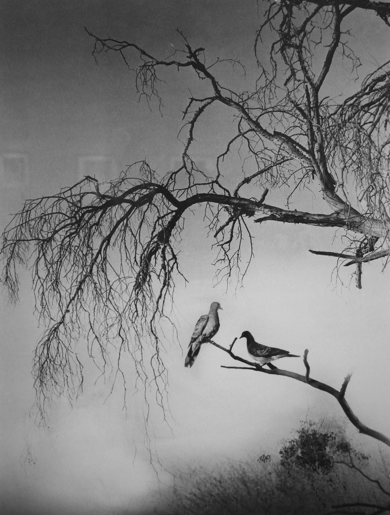 中国美术馆藏郎静山摄影作品陈列展翻拍整理二