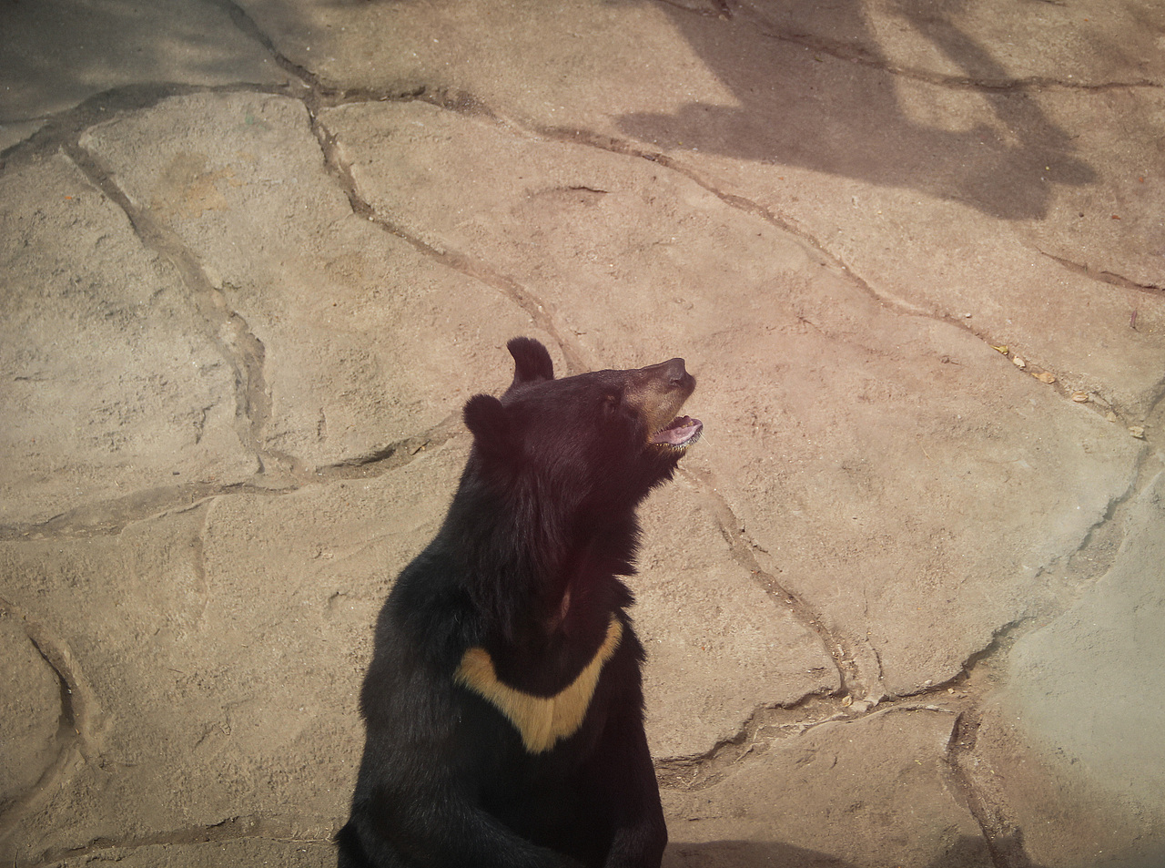 万物可爱（图ZMTk5OTY3NTcy） - 宠物摄影 - 站酷设计师小红帽JN原创素材 - 站酷ZCOOL