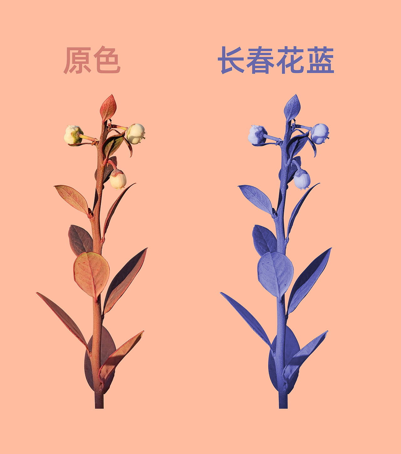 入冬的蓝莓（图ZMjgxMTY1NDQ4） - 其他摄影 - 站酷设计师夜空那片烟火原创素材 - 站酷ZCOOL