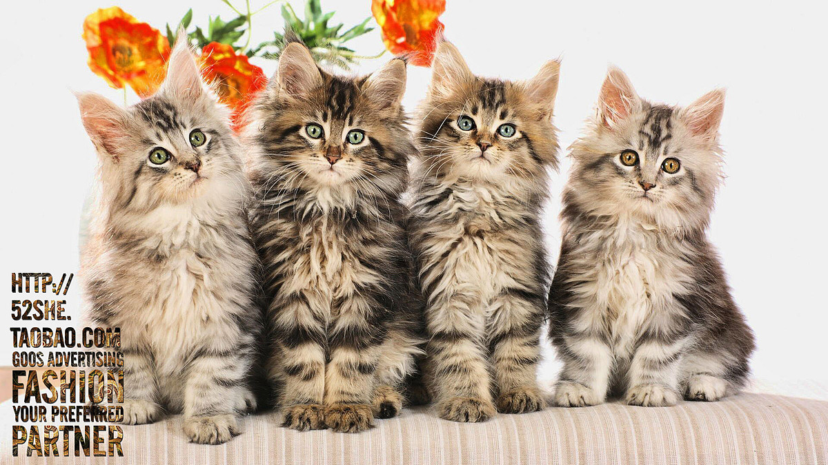 专业宠物摄影 宠物跟拍写真 狗狗猫咪萌照写真 上门拍摄摄影服务（图ZNTIwNzYzMDA=） - 宠物摄影 - 站酷设计师广州古斯广告原创素材 - 站酷ZCOOL