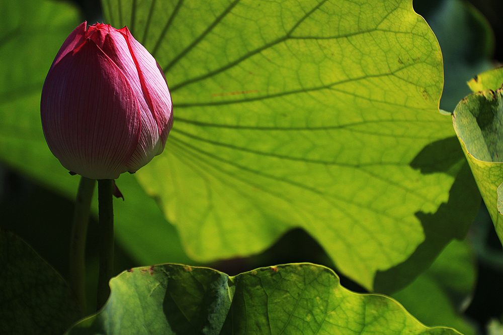 我的大学-摄影（图ZMTc0ODEyMDQ0） - 人文/纪实摄影 - 站酷设计师小明明丫原创素材 - 站酷ZCOOL