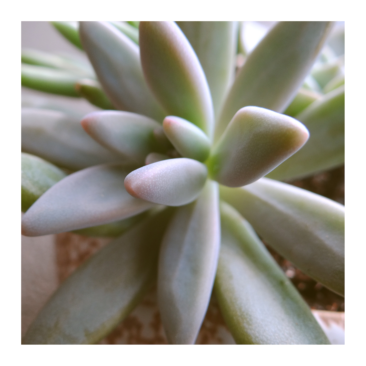 拍摄多肉(办会室)