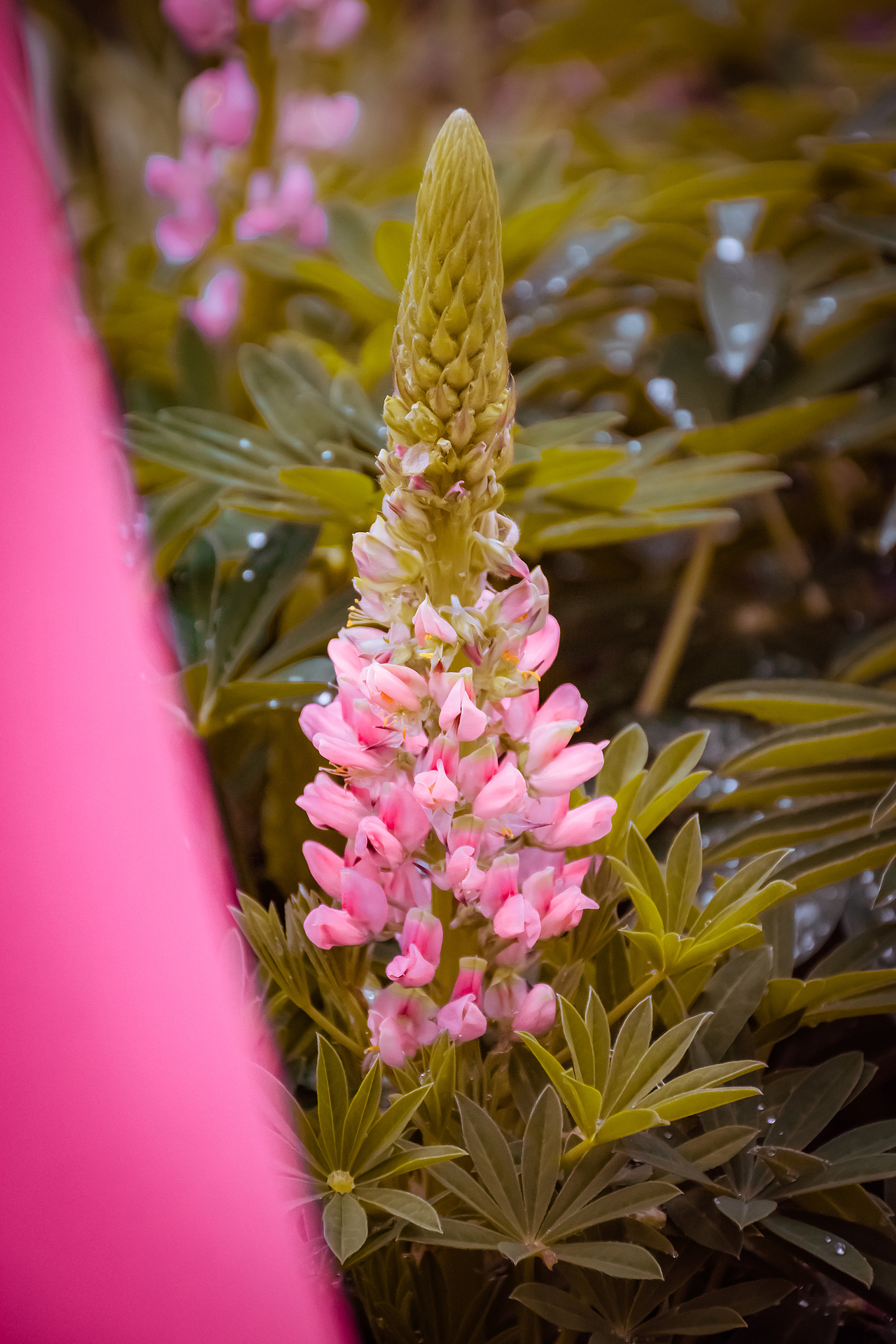 疫情下的植物园