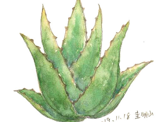 植物-芦荟