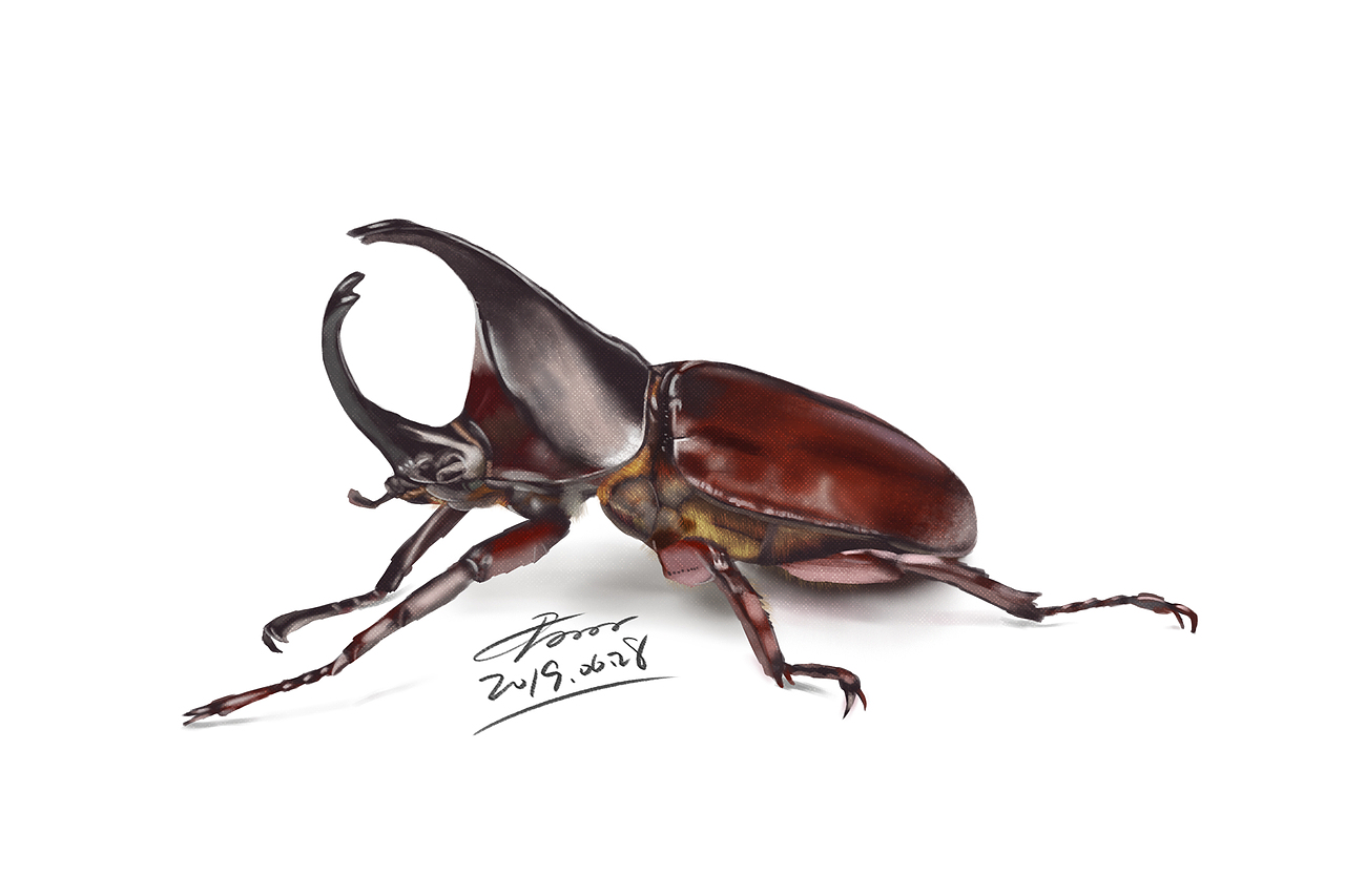 7月 | 写实昆虫练习（图ZMTY5NDMzODY4） - 创作习作 - 站酷设计师君小阳原创素材 - 站酷ZCOOL