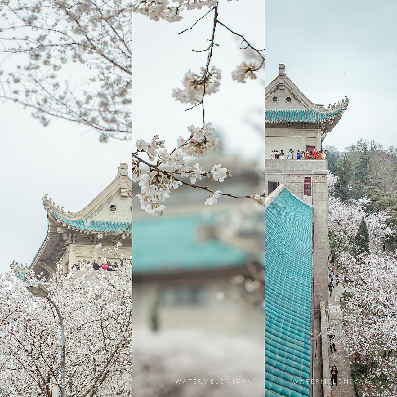 珞山樱（图ZMTA5NzUwMjI4） - 风光摄影 - 站酷设计师西瓜不要太郎原创素材 - 站酷ZCOOL