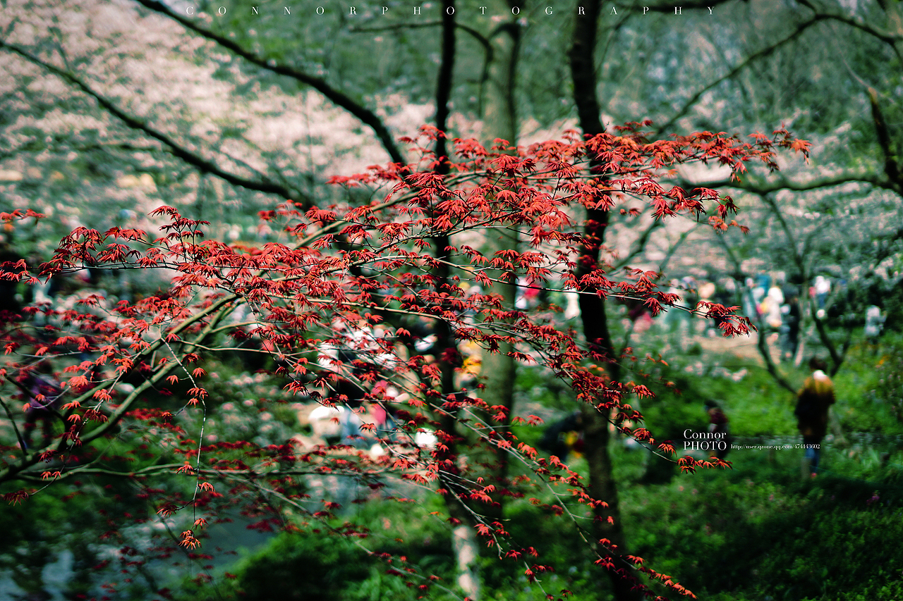 【A6000 春游太子湾】