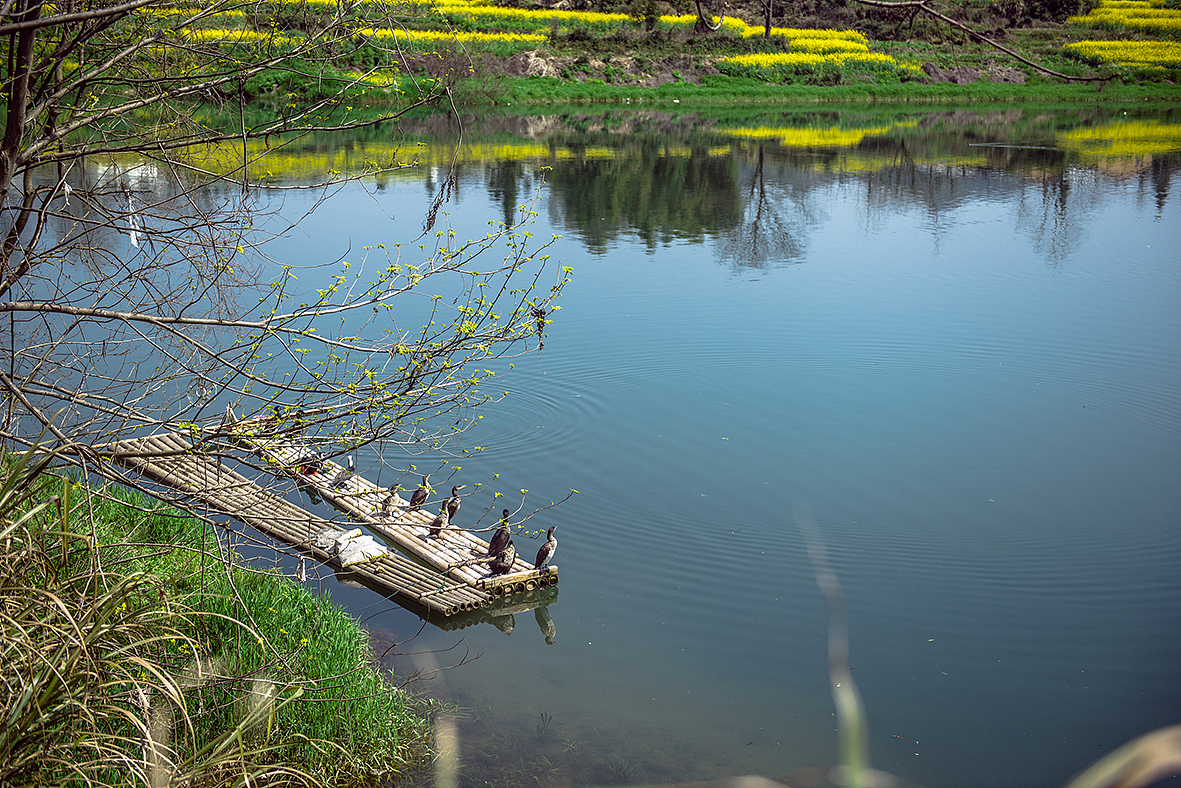 踏青-【婺源/宏村】 故地重游