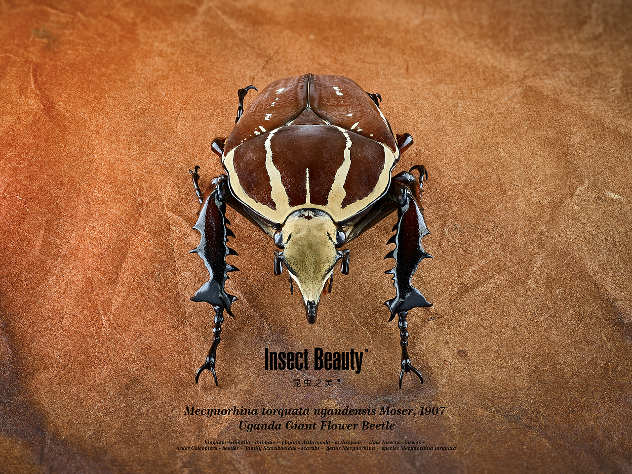 昆虫之美™乌干达花金龟