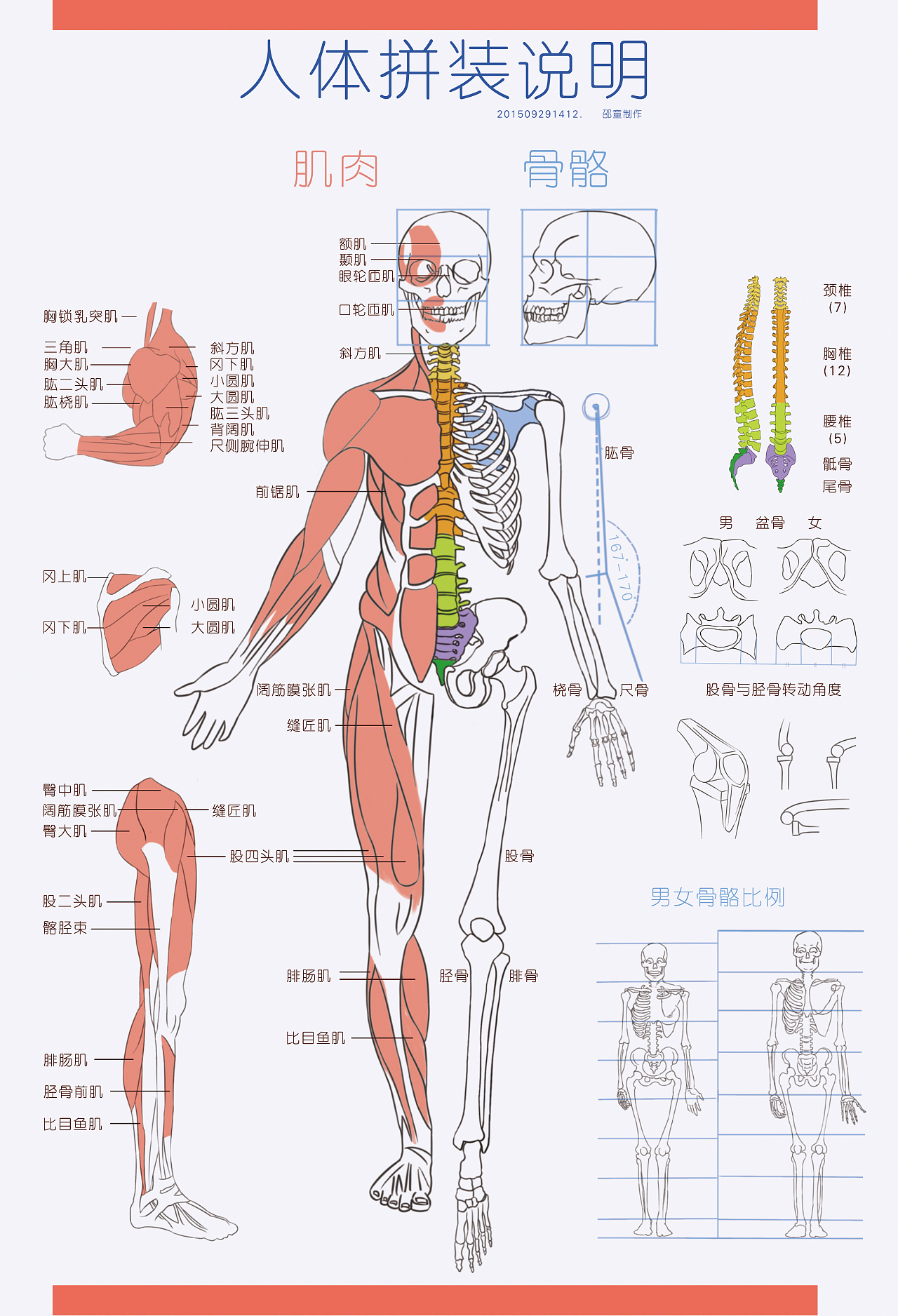 图311 前臂肌后群（深层）-人体解剖组织学-医学