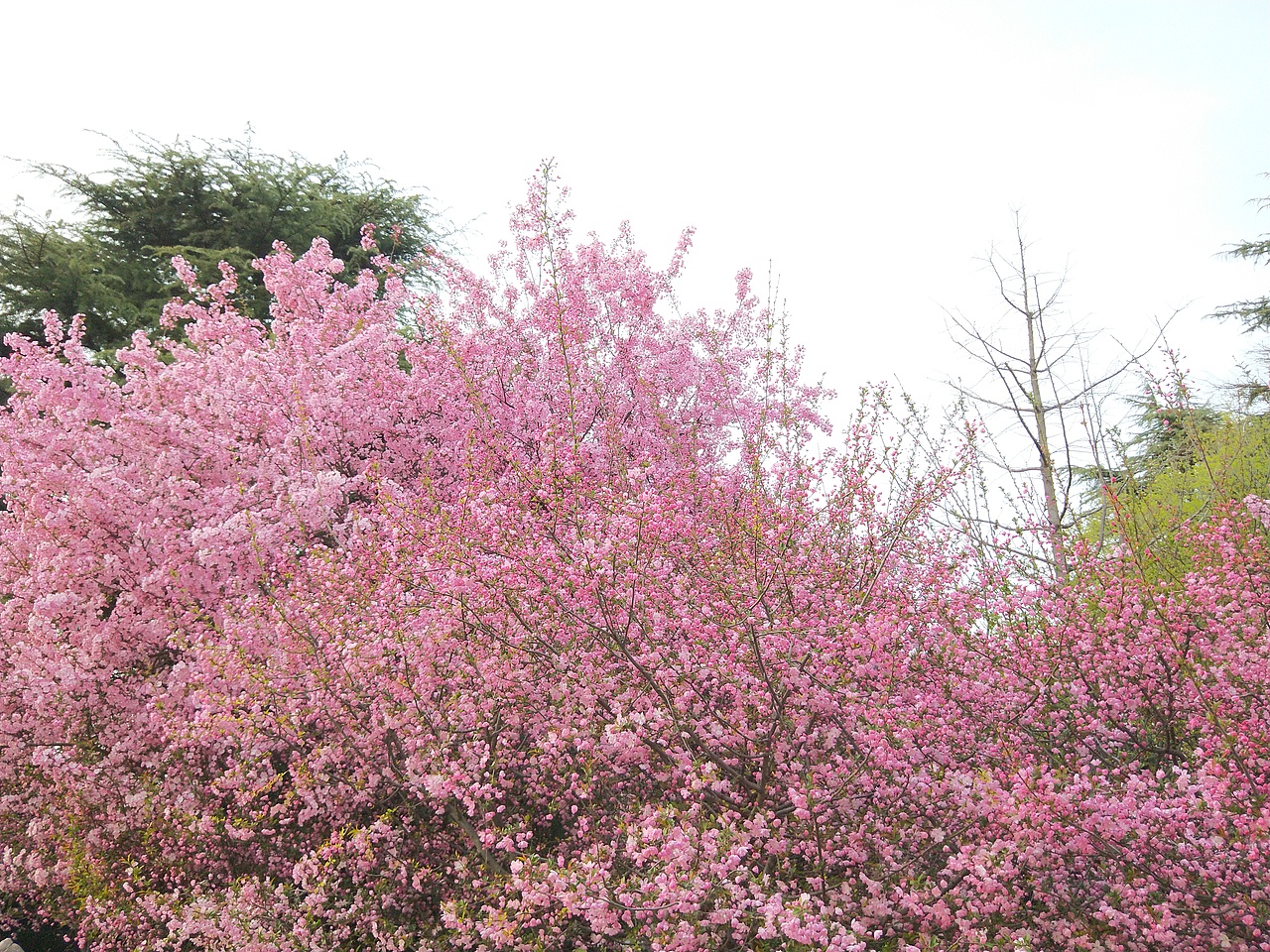 垂丝海棠（图ZMjAyNDE3MjIw） - 风光摄影 - 站酷设计师云行雨施原创素材 - 站酷ZCOOL