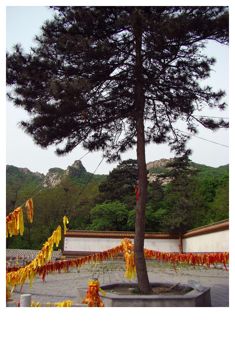歪脖老母-青岩寺（图ZNzg4NTUzNg==） - 风光摄影 - 站酷设计师housenbao原创素材 - 站酷ZCOOL