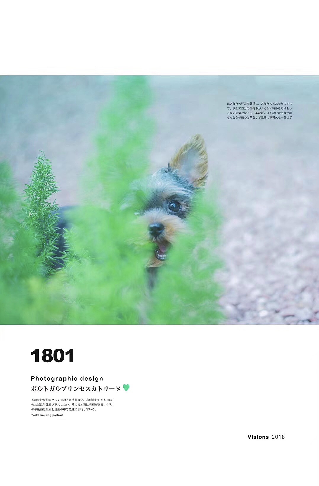 狗狗写真 「 宠物摄影 」（图ZMjcyNjU2NTg0） - 宠物摄影 - 站酷设计师言成視覺原创素材 - 站酷ZCOOL