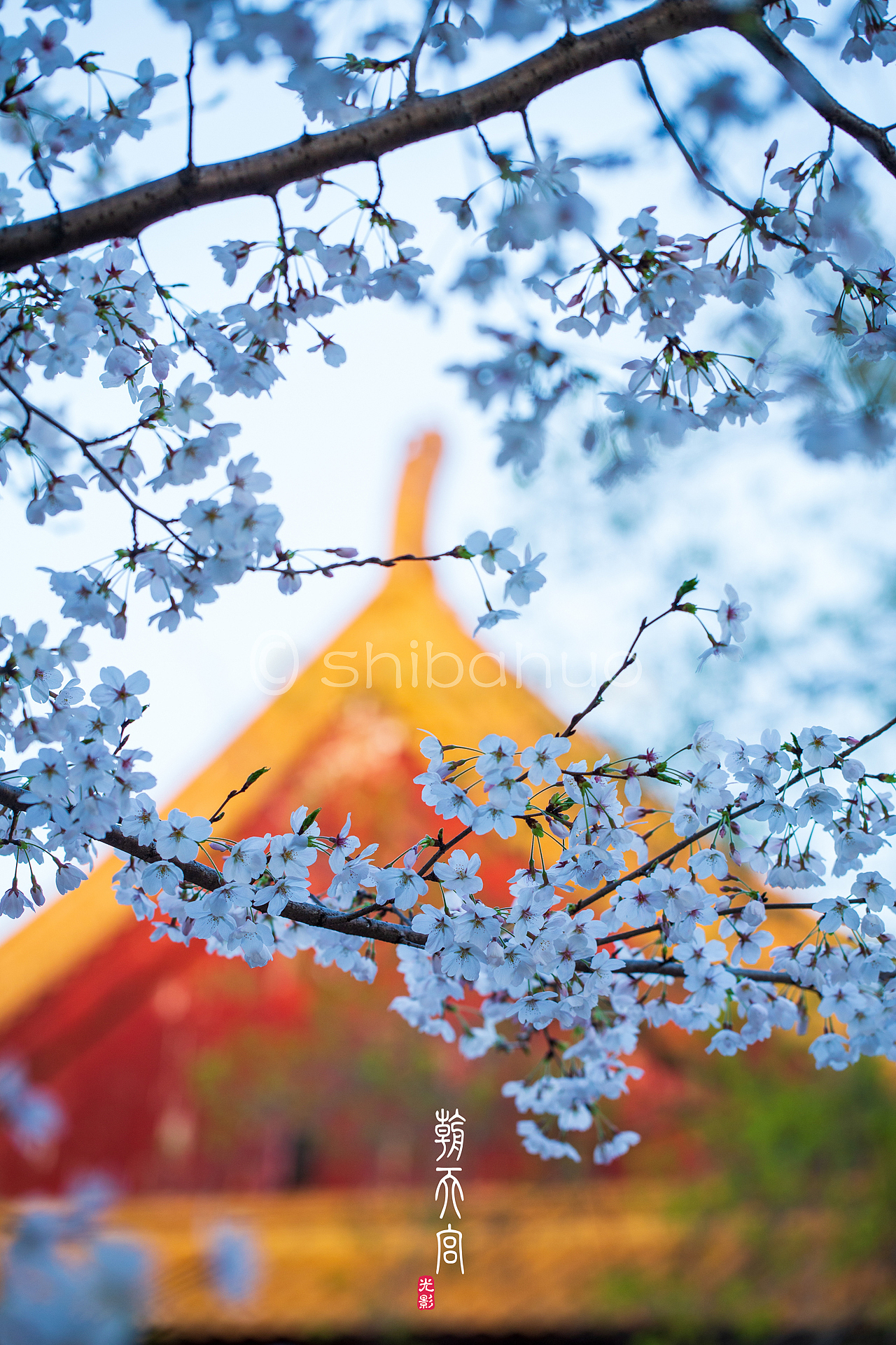 朝天宫·樱花（图ZMTUyNTcxNDY4） - 风光摄影 - 站酷设计师十把火原创素材 - 站酷ZCOOL