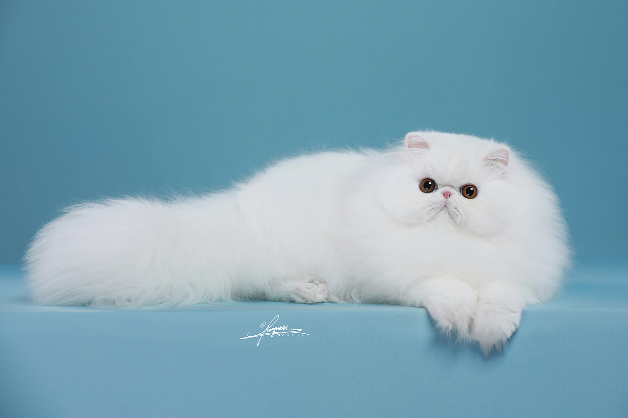 波斯猫-amyworks探须视觉_amyworks赛猫摄影-站酷zcool