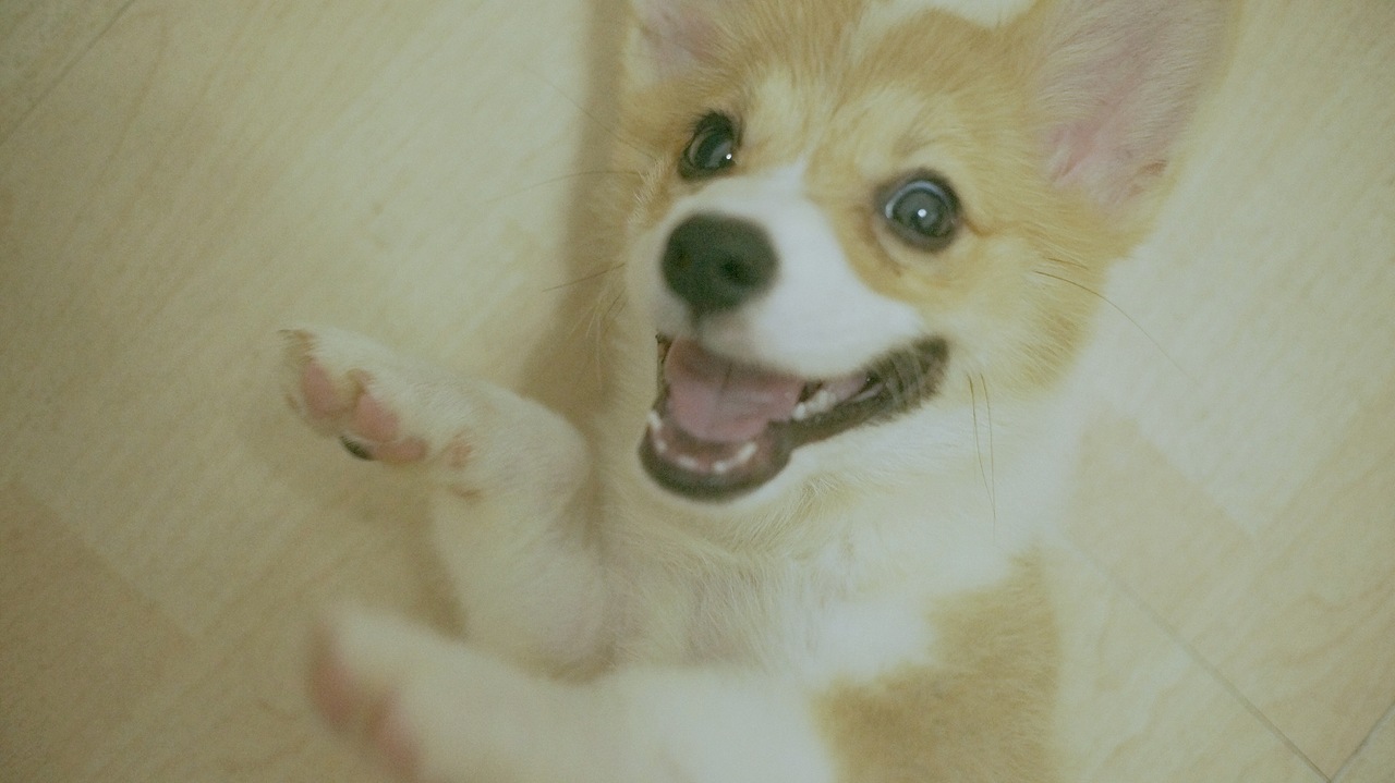 花仔（图ZNTYxOTM1NDQ=） - 宠物摄影 - 站酷设计师seasonjune原创素材 - 站酷ZCOOL