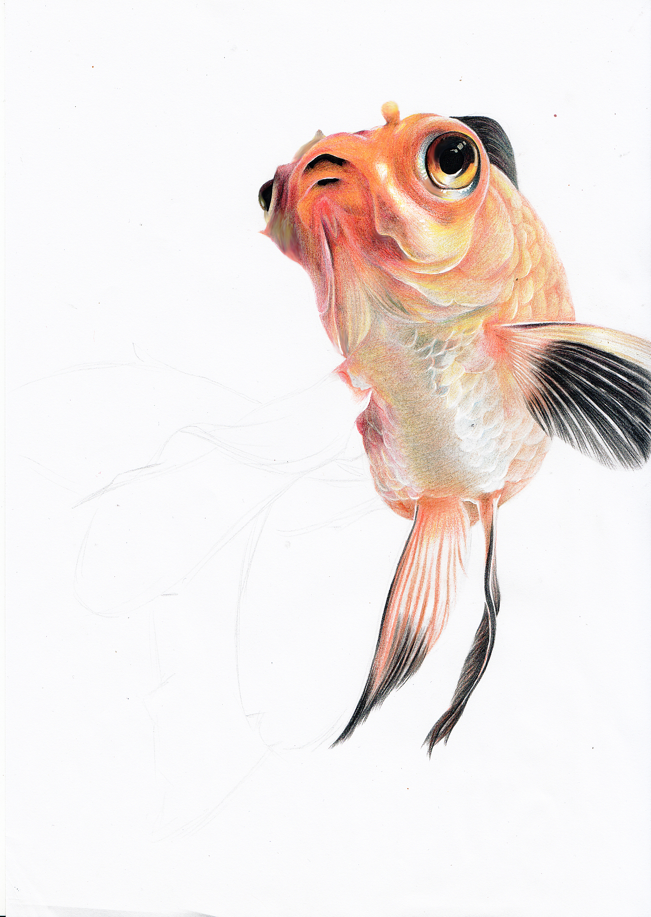 手绘金鱼|纯艺术|绘画|henry凡_原创作品-站酷zcool
