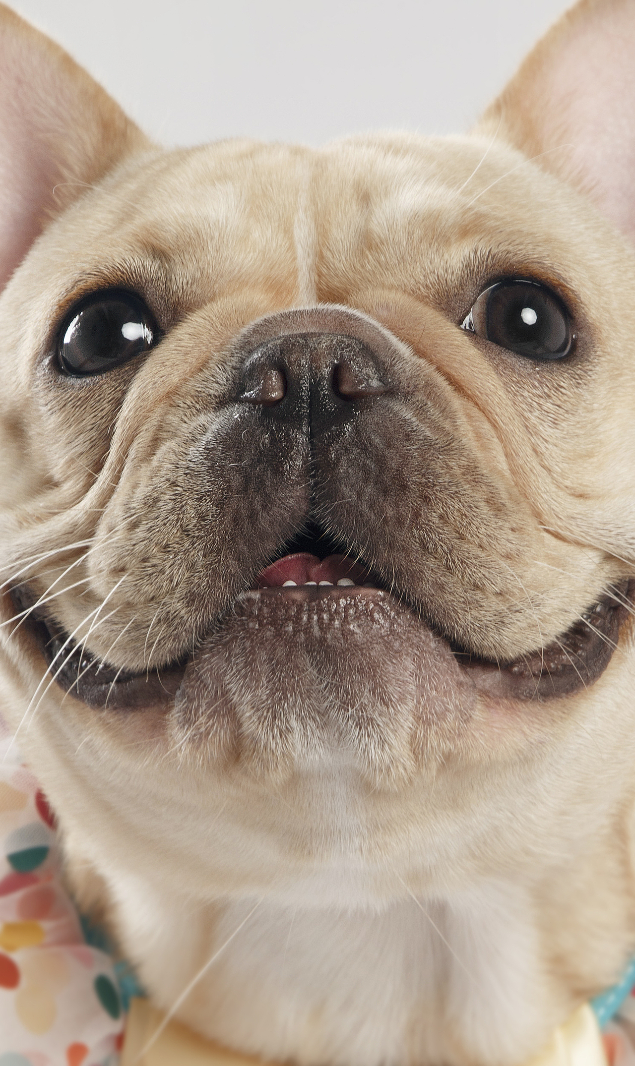 【動物照相館】法斗