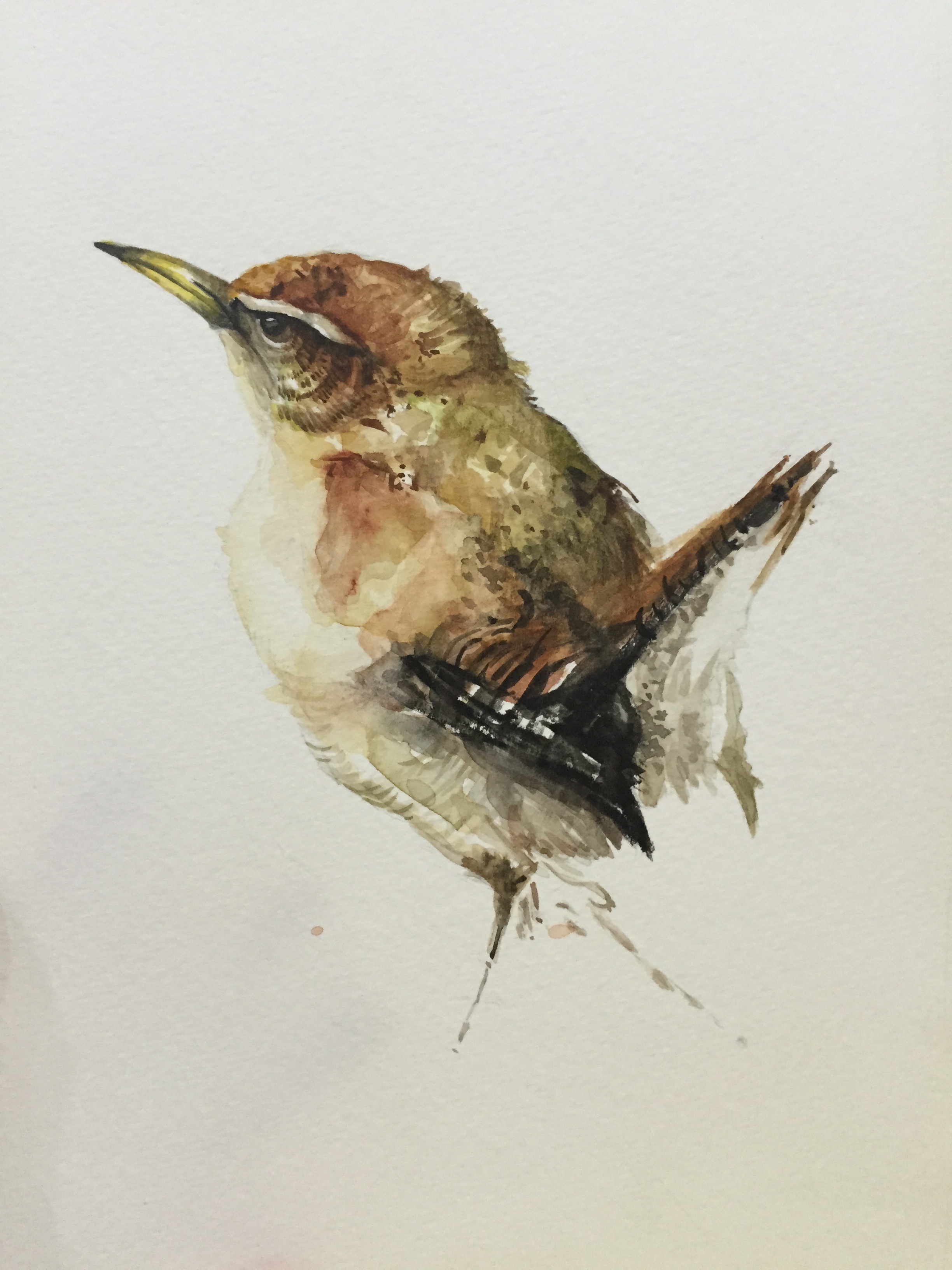 karl martens的鸟类水彩