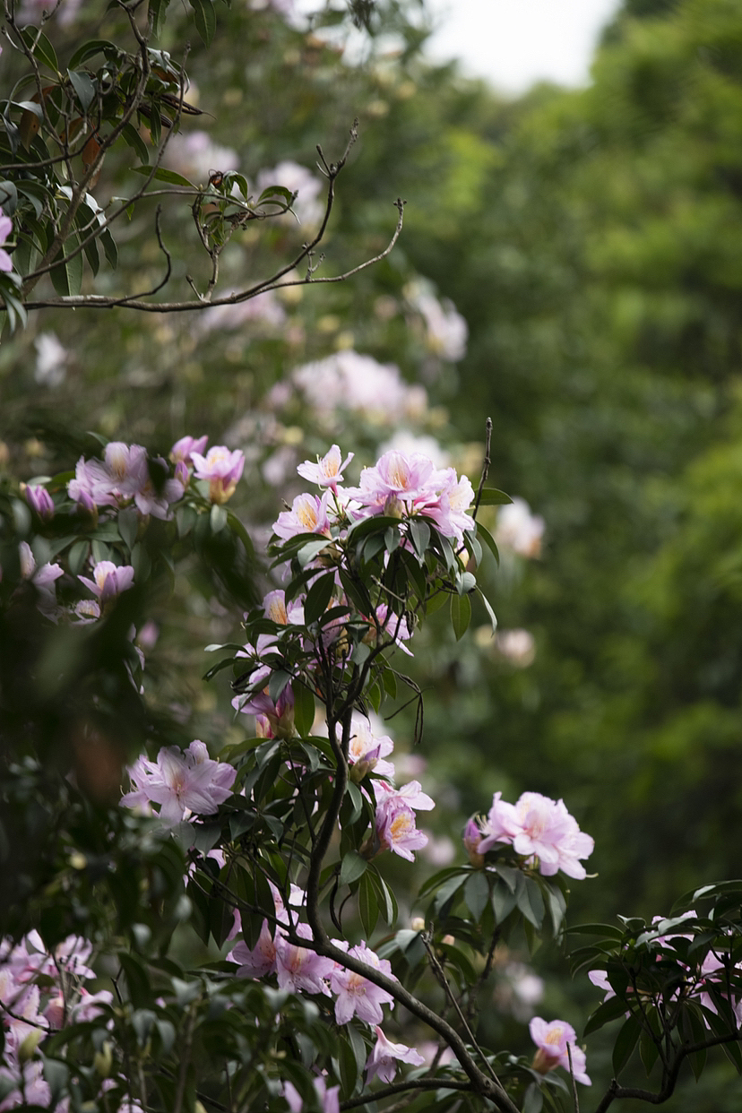 2023梧桐山高山毛杜鹃
