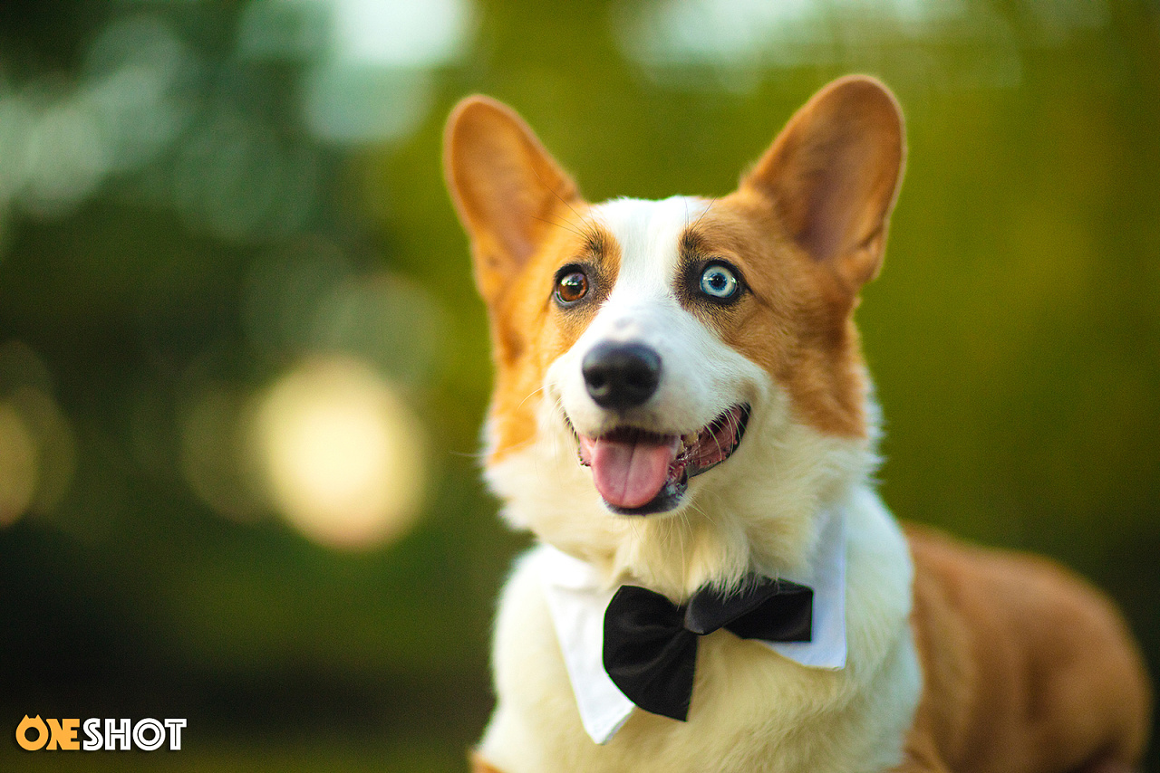 异瞳柯基 - 虾条