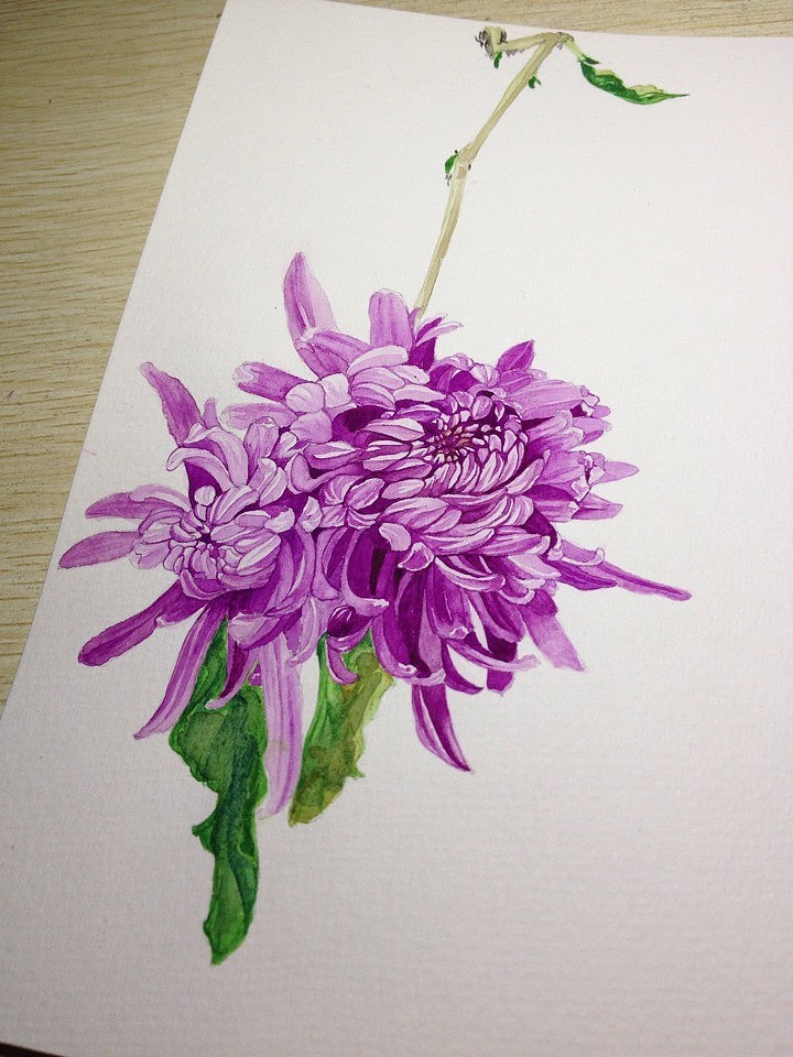 这朵菊花!我画了两天呀!还是个周末!