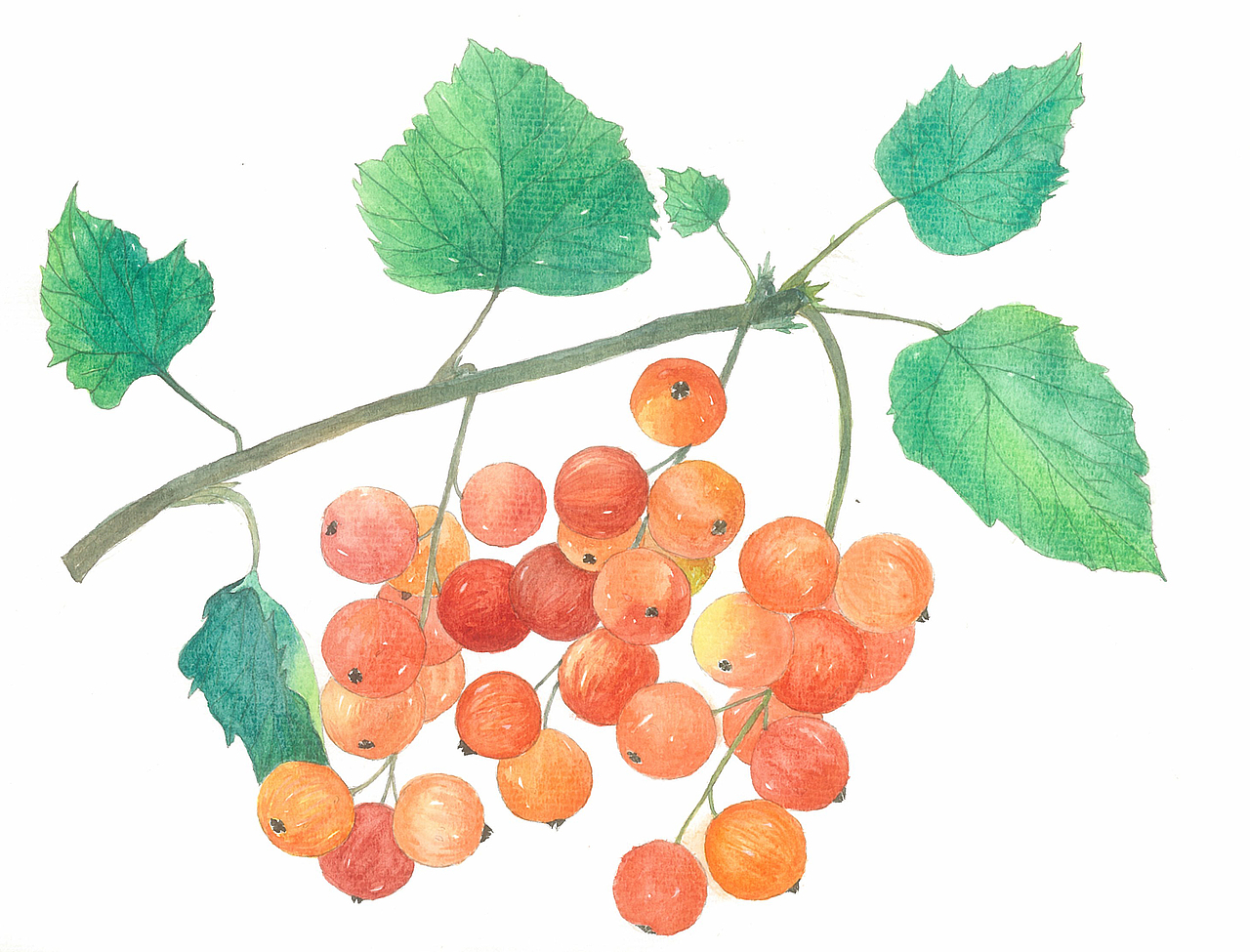 森之果酱包装设全系列