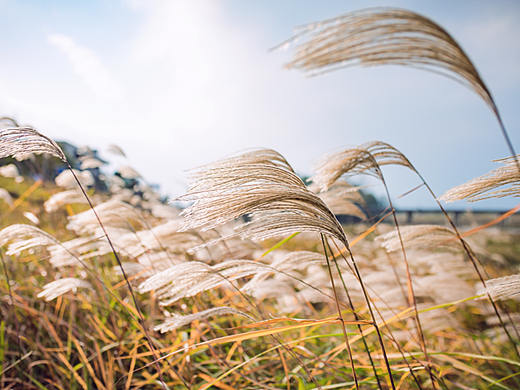 深秋時節(jié)，北湖草蕩蘆花（個人主頁-ZMjQ4NjQ5OTY=） - 風(fēng)光攝影 - 站酷設(shè)計師尼爾視覺原創(chuàng)素材 - 站酷ZCOOL