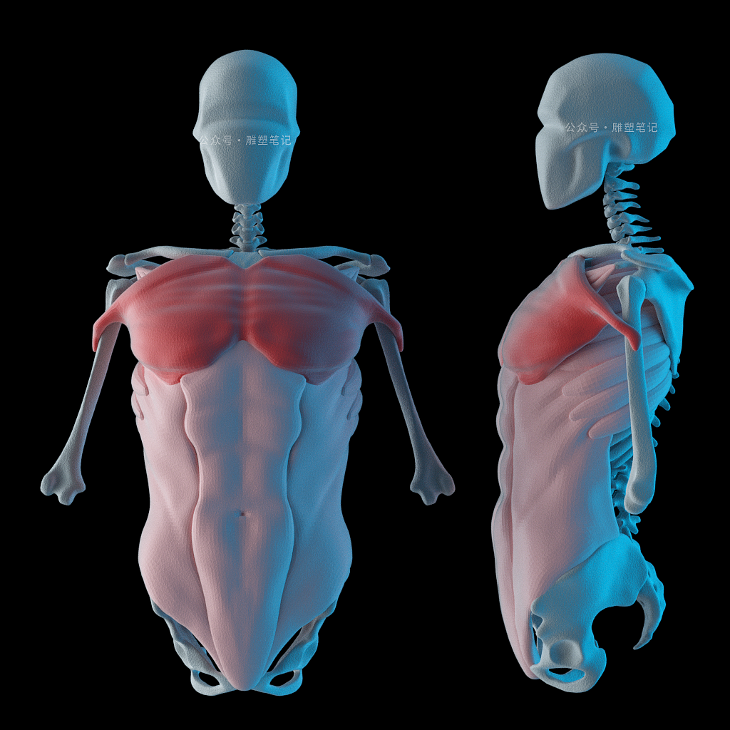 躯干肌肉（图ZMjc2NzY0NjA4） - 人物/生物 - 站酷设计师雕塑笔记原创素材 - 站酷ZCOOL