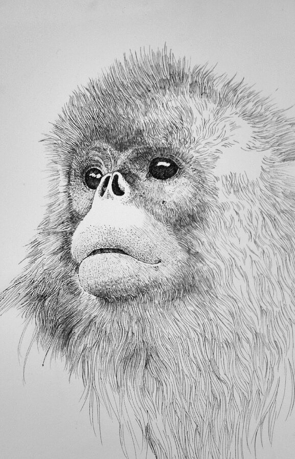 濒危动物系列素描