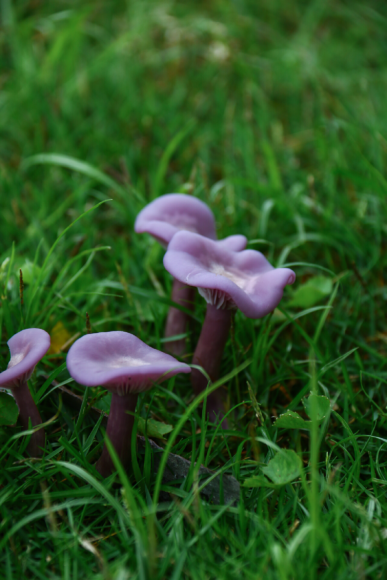 漂亮的微距紫色蘑菇壁纸