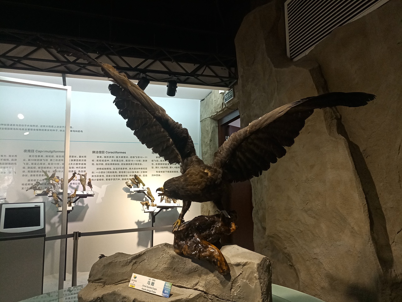 展翅翱翔（图ZMTc0NTYwMTgw） - 宠物摄影 - 站酷设计师共赏繁华原创素材 - 站酷ZCOOL