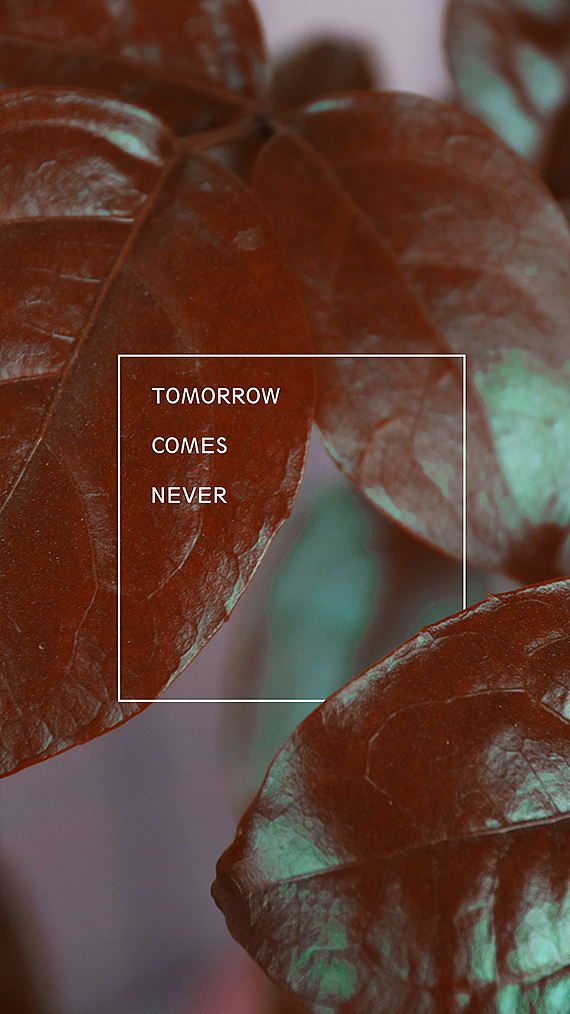 原创手机壁纸（植物篇）（图ZMTA1MzkwNzg4） - 产品摄影 - 站酷设计师醋不及防原创素材 - 站酷ZCOOL