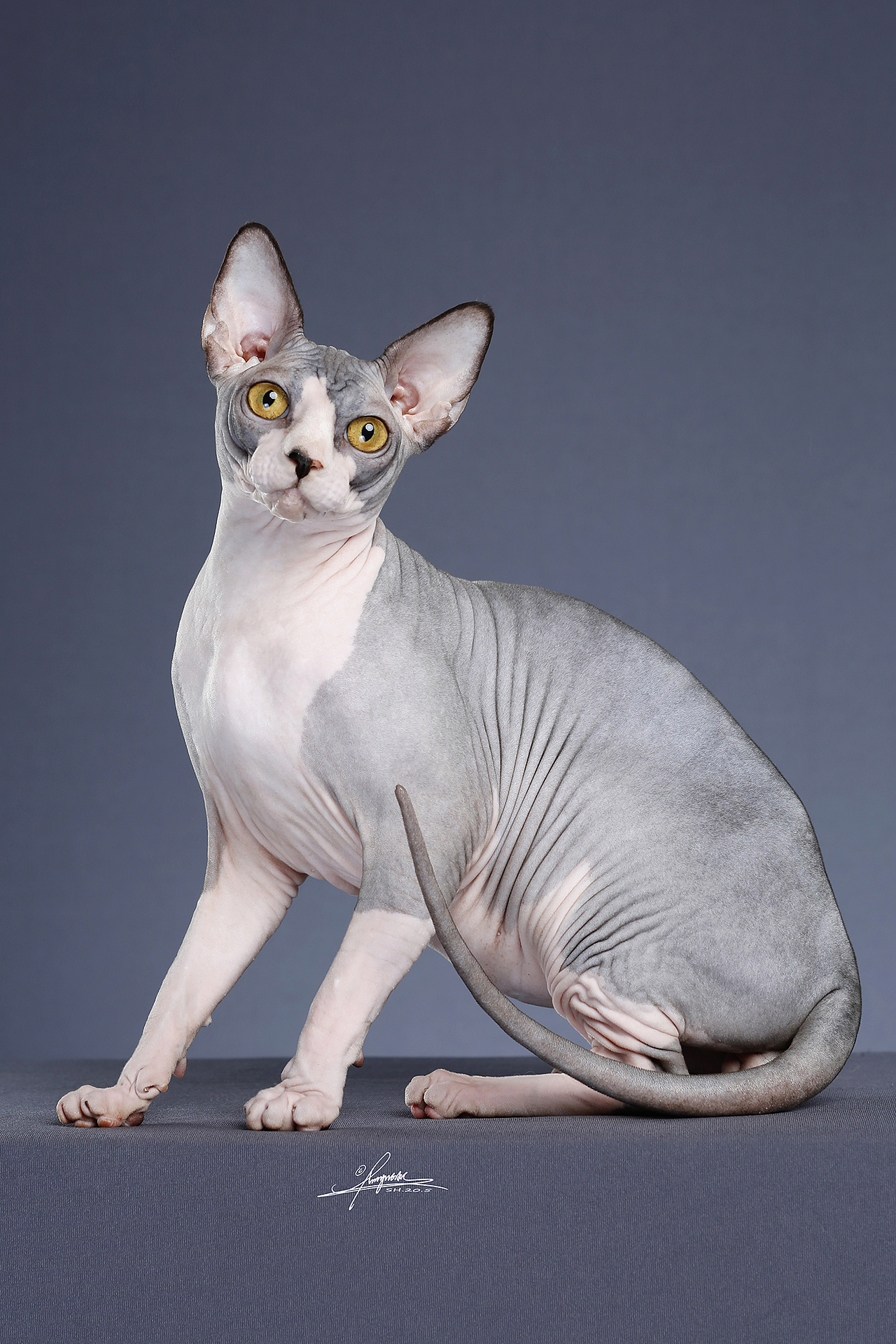 斯芬克斯无毛猫