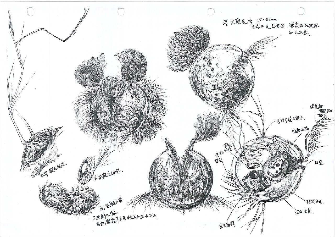 卡桑德拉生物志
