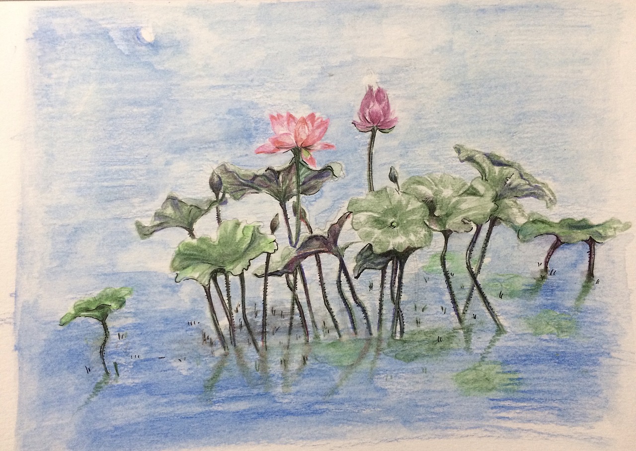 六月荷花满池塘