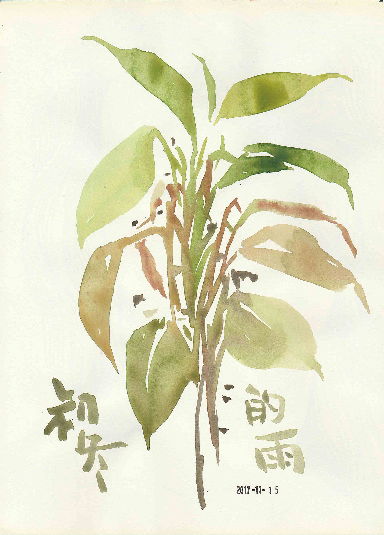 绿植小趣